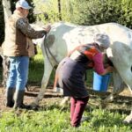 キルギスのチョンケミンで馬乳デトックス｜アルマトイ発！乗馬・馬車3泊4日ツアー【未経験から】の画像